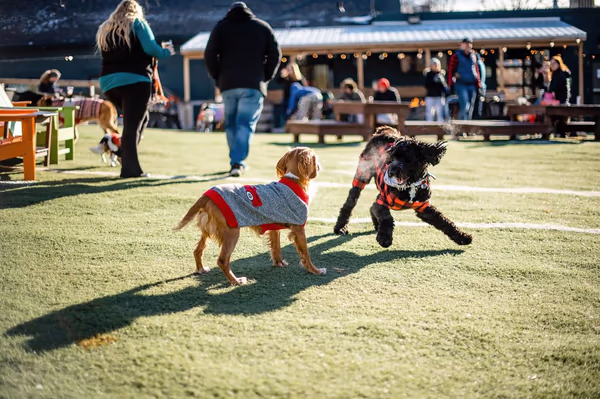 Omaha Dog Bar